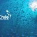 ProChile Los Lagos refuerza invitación a empresas a convocatorias de eventos internacionales