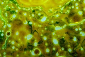 Microalgas: El futuro de los sistemas acuícolas de recirculación