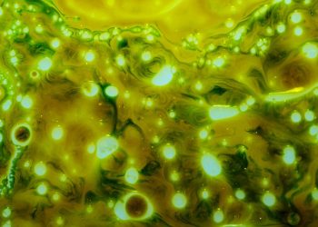 Microalgas: El futuro de los sistemas acuícolas de recirculación