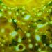Microalgas: El futuro de los sistemas acuícolas de recirculación