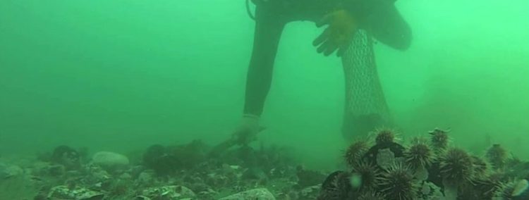 Subpesca aclará modificación al reglamento de buceo