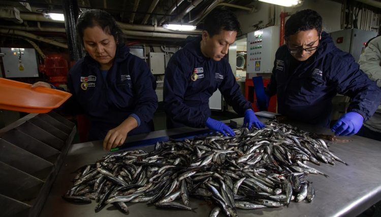 PRODUCE Perú evalúa inicio y cuota de segunda temporada de anchoveta,