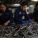 PRODUCE Perú evalúa inicio y cuota de segunda temporada de anchoveta