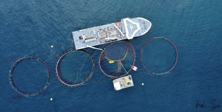 Alarma en Noruega: Hasta 10.000 salmones mueren por gas tóxico