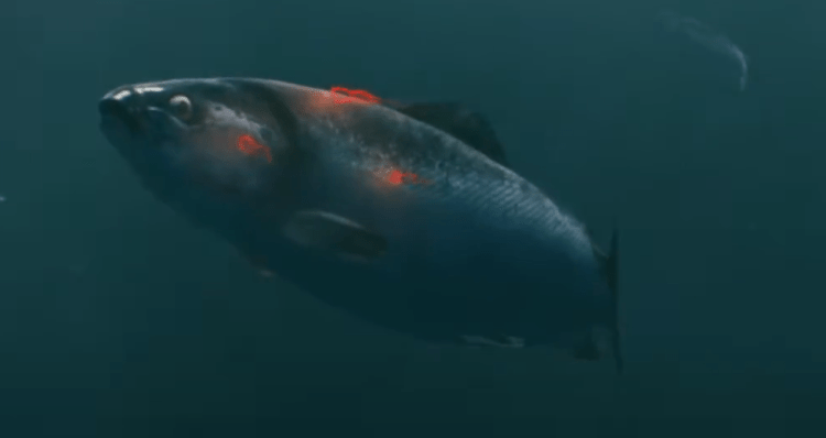 Continúan los esfuerzos de recaptura tras escape de 13.500 salmones en Noruega