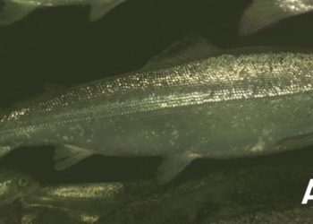 Aquabyte lanza medición de biomasa y evaluación de bienestar para producción de smolt