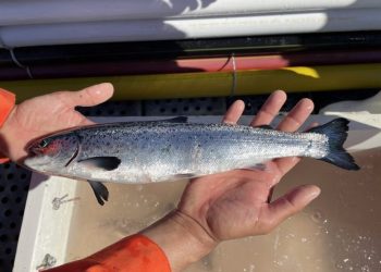 Empresa dedicada a bienestar animal de peces gana Corfo para realizar I+D+i
