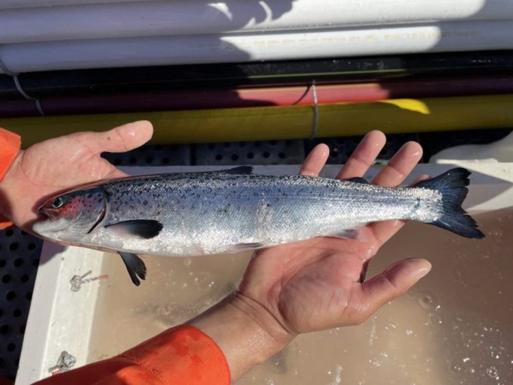 Empresa dedicada a bienestar animal de peces gana Corfo para realizar I+D+i