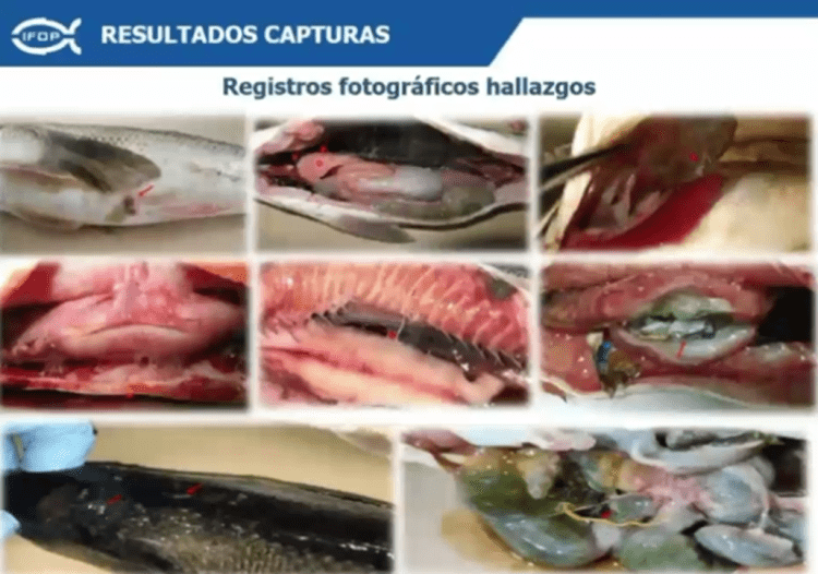 Créditos InfoSALMON.