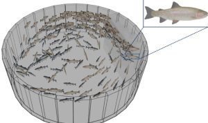 Nuevo modelo de detección de peces es más rápido y eficaz en sistemas RAS