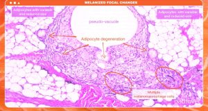 Degeneración y necrosis de adipocitos sería clave en melanosis muscular en salmón