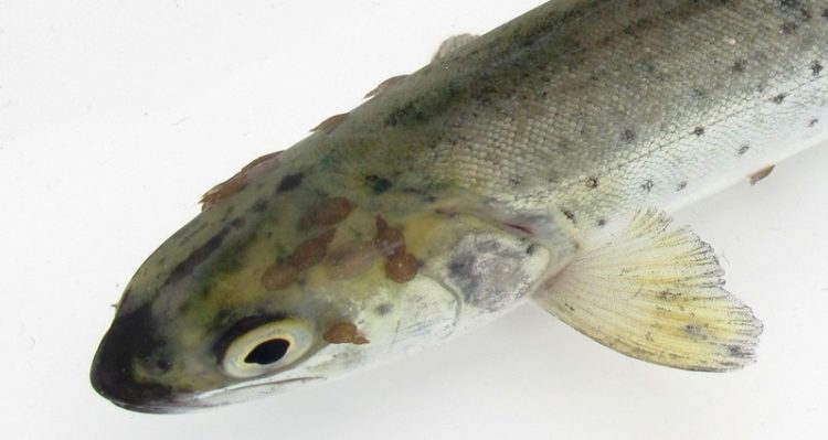 Monitoreo de piojos de mar muestra aumento alarmante en el norte de Noruega. (Foto IMR)