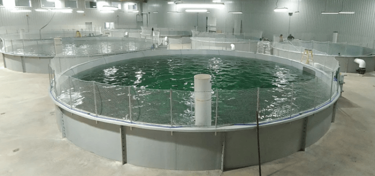De salmones a centros de datos: AquaBounty redefine el futuro de su fallido proyecto RAS