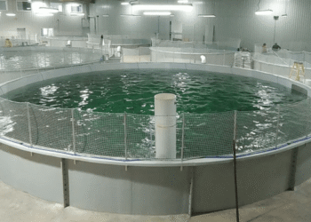 De salmones a centros de datos: AquaBounty redefine el futuro de su fallido proyecto RAS
