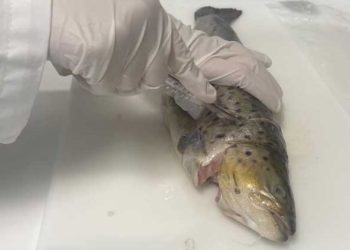Foto: Anne-May Johansen, Nofima /  Investigación DeList, busca reducir y eliminar la presencia de Listeria en el salmón y la trucha.