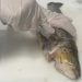 Foto: Anne-May Johansen, Nofima / Investigación DeList, busca reducir y eliminar la presencia de Listeria en el salmón y la trucha.