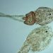 Caligus rogercresseyi. Créditos INCAR.