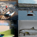 Foto: cefas.co.uk / Distintos sectores han realizado llamados a tomar medidas
