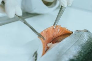 ADL Diagnostic Chile aborda nuevos diagnósticos, filogenia y control de la saprolegniosis
