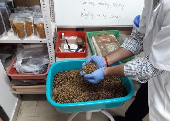 ICAR-CMFRI desarrolla alimentos ecológicos para peces