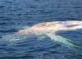 SMA solicita información a salmonicultoras tras hallazgo de dos ballenas jorobadas