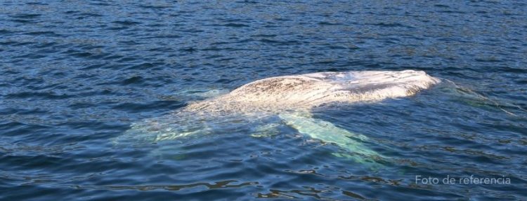 SMA solicita información a salmonicultoras tras hallazgo de dos ballenas jorobadas
