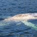 SMA solicita información a salmonicultoras tras hallazgo de dos ballenas jorobadas