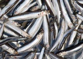 Producción de harina de pescado en Perú aumenta un 23% en 2024