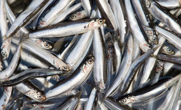 Producción de harina de pescado en Perú aumenta un 23% en 2024