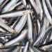 Producción de harina de pescado en Perú aumenta un 23% en 2024