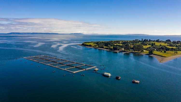 Multi X logra séptima posición en el Coller FAIRR Protein Producer