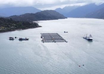 FANs en Magallanes: Impacto de Pseudo-nitzschia en el ecosistema marino