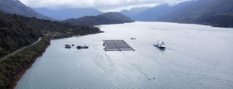 FANs en Magallanes: Impacto de Pseudo-nitzschia en el ecosistema marino