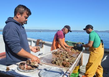Empresas acuícolas recibirán alertas tempranas por baja de oxígeno en el océano