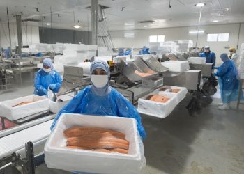 Salmonicultura al alza: Crece percepción positiva de la industria en oportunidades laborales y relación con las comunidades