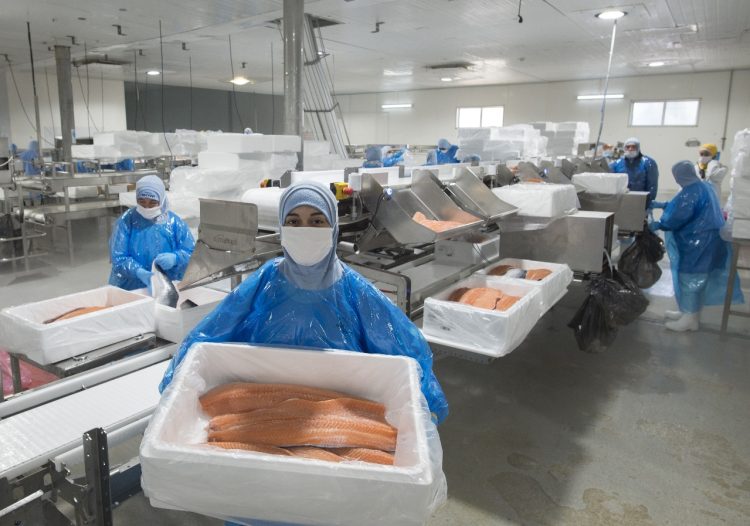 Salmonicultura al alza: Crece percepción positiva de la industria en oportunidades laborales y relación con las comunidades