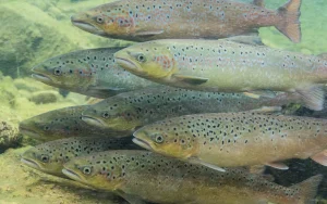 El gen maestro que revela los secretos del salmón