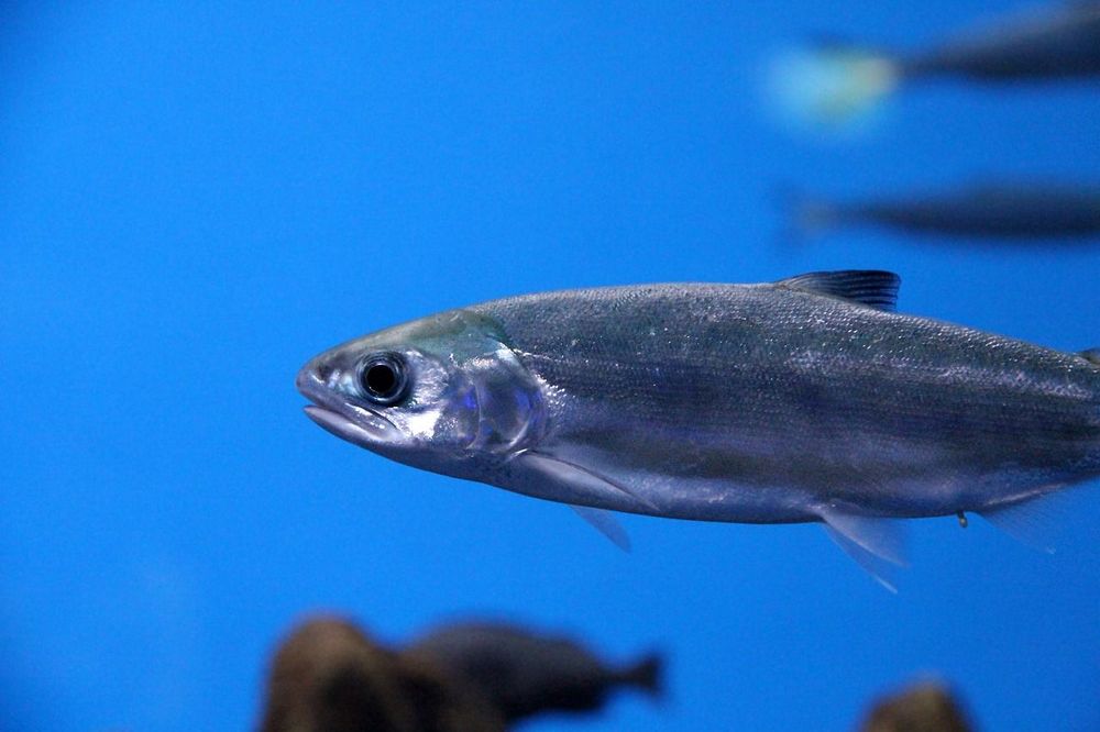 Simposio Salud y bienestar animal en acuicultura: Tecnologías y tratamientos