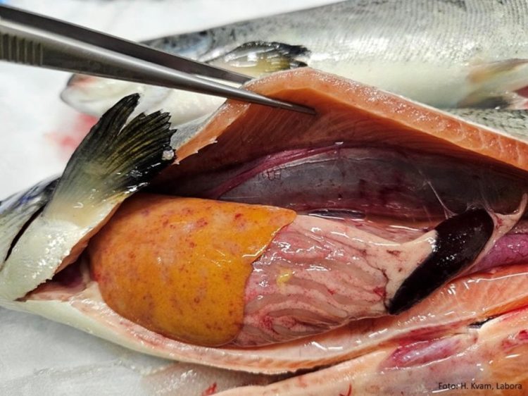 Salmón con piscirickettsiosis. El pez tiene un hígado amarillo con manchas claras, parcialmente sangrantes y pequeñas hemorragias, bazo hinchado y oscuro, hemorragias en la vejiga natatoria, tejido adiposo y musculatura, e intestino con paredes inflamadas y sangrantes. Créditos: Helene Kvam, Labora.