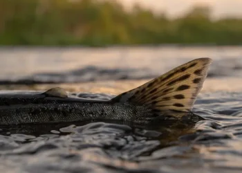 Foto ilustrativa del salmón. Créditos Shutterstock.