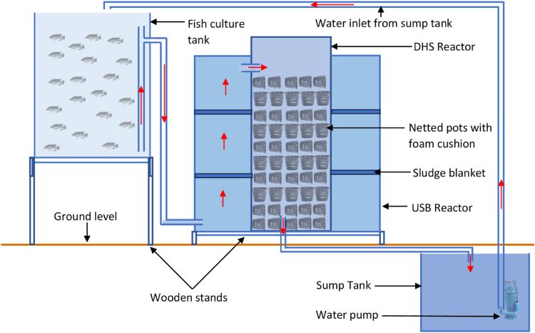 Plano esquemático de un sistema de acuicultura de recirculación a pequeña escala con un sistema combinado de biorreactores DHS-USB para la filtración de residuos nitrogenados. Créditos estudio de la Jomo Kenyatta University of Agriculture and Technology y de la Nagasaki University.