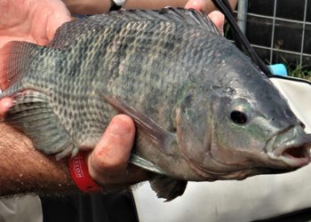 FAI lanza curso en línea gratuito para mejorar el bienestar y la sostenibilidad de la tilapia