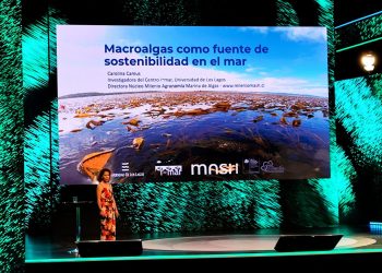 Investigadoras del Núcleo Milenio MASH destacan rol de las macroalgas para el futuro