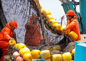 Perú: PBI pesquero creció 17.6% por impulso de la anchoveta