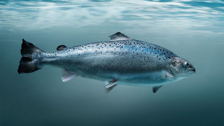 Salmon Evolution clasifica el 95% de su cosecha como de calidad superior