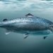 Salmon Evolution clasifica el 95% de su cosecha como de calidad superior