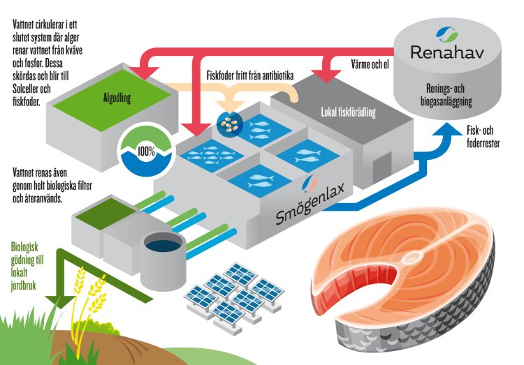 Créditos Smögenlax Aquaculture AB.