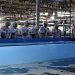 Empresas del Grupo NTT y otras planean utilizar IA en la acuicultura terrestre y buscar nuevas oportunidades
