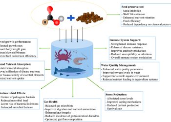 Efectos beneficiosos notificados de la suplementación dietética de 2-8 CCs en animales acuáticos de cultivo. Créditos estudio.