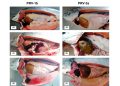 Pathovet descubre que PRV-1b y PRV-3a se asociarían con la misma enfermedad en salmón coho